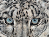 “Original Painting”-The snow leopard-Original