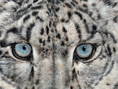 “Original Painting”-The snow leopard-Original
